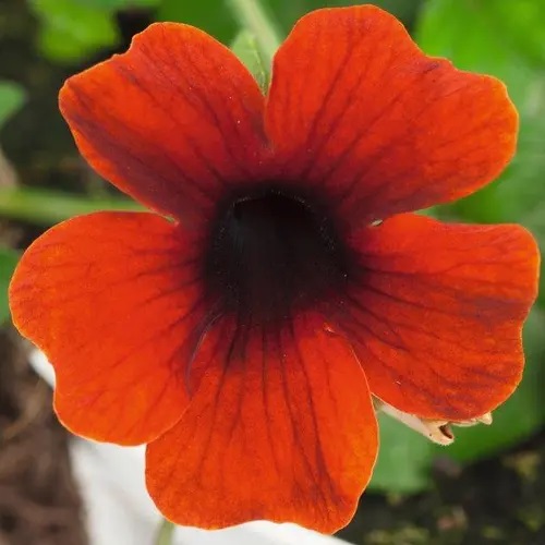 Tiivuline tunbergia Sunny Susy Brownie 1 tk