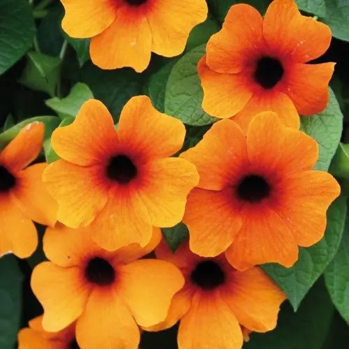 Tiivuline tunbergia Sunny Susy Red-Orange 1 tk