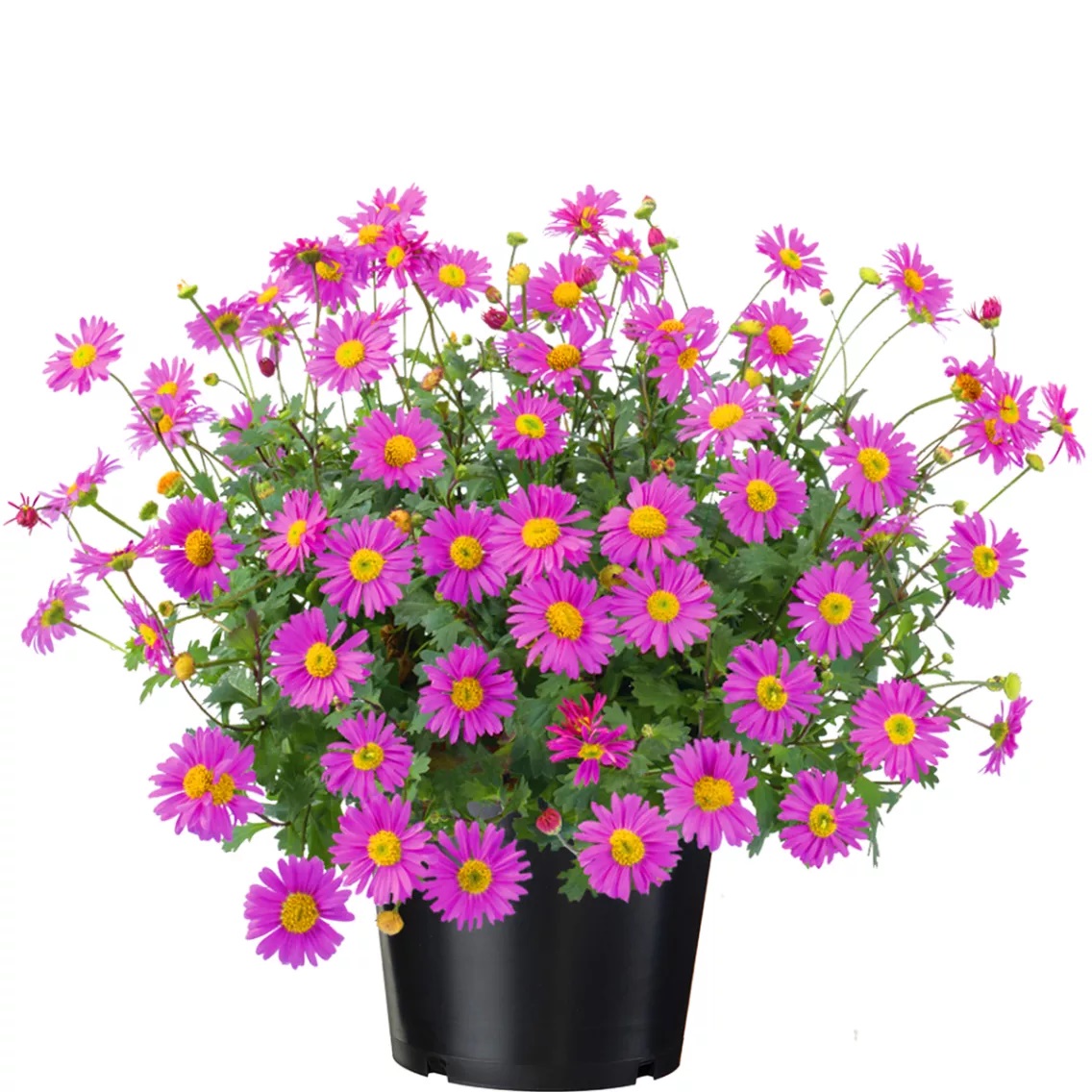 Lõhisleheline tukalill Fresco Candy 1 tk