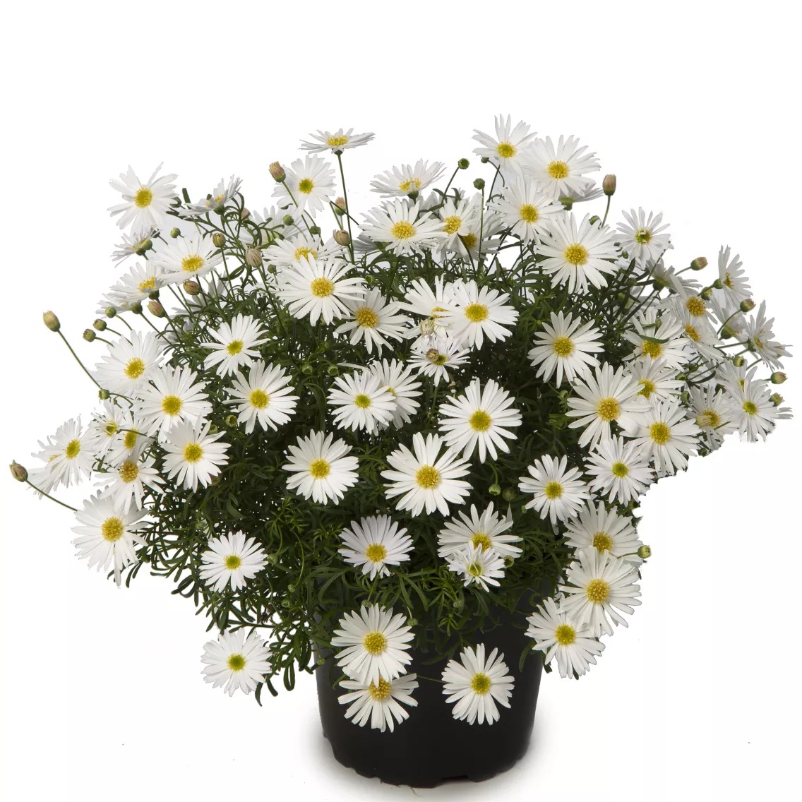 Lõhisleheline tukalill Surdaisy White 1 tk