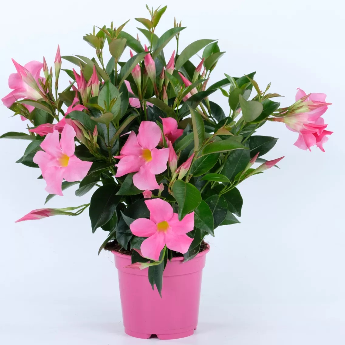 Mandevilla Rio Elegant Pink 1 tk