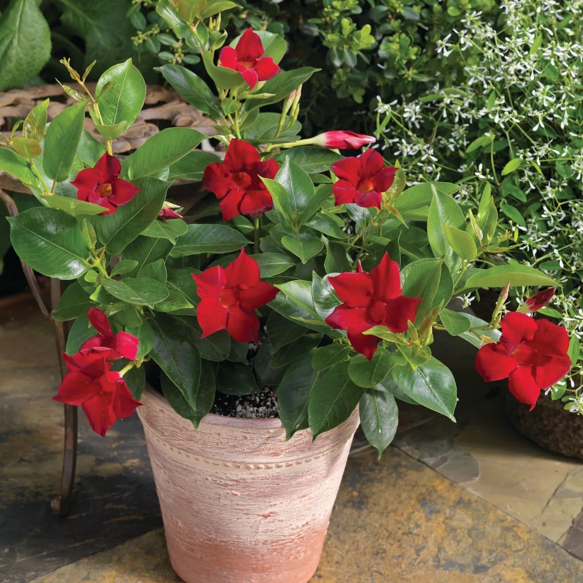Mandevilla Rio Deep Red 1 tk