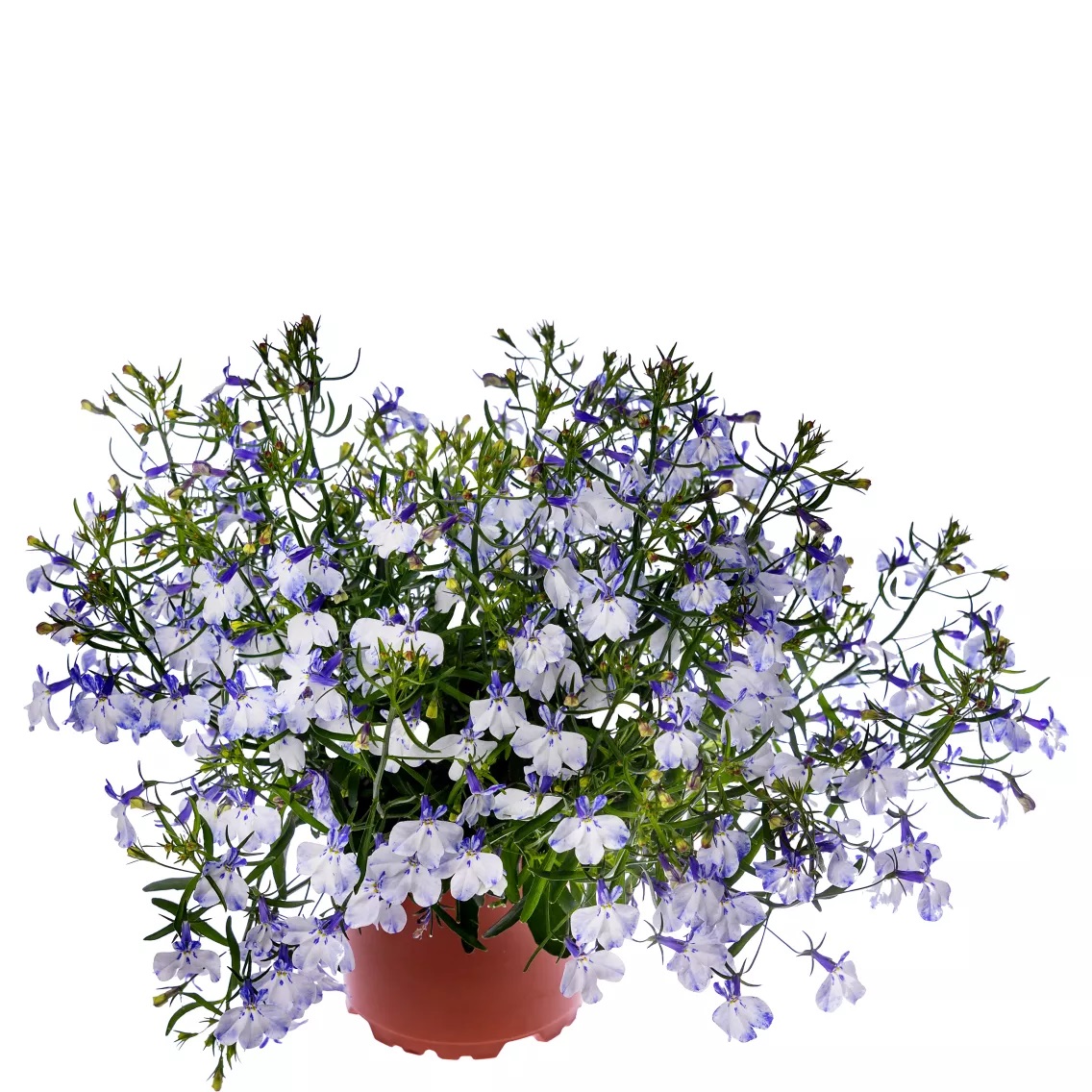 Lobeelia Techno® Blue Ears 3 tk