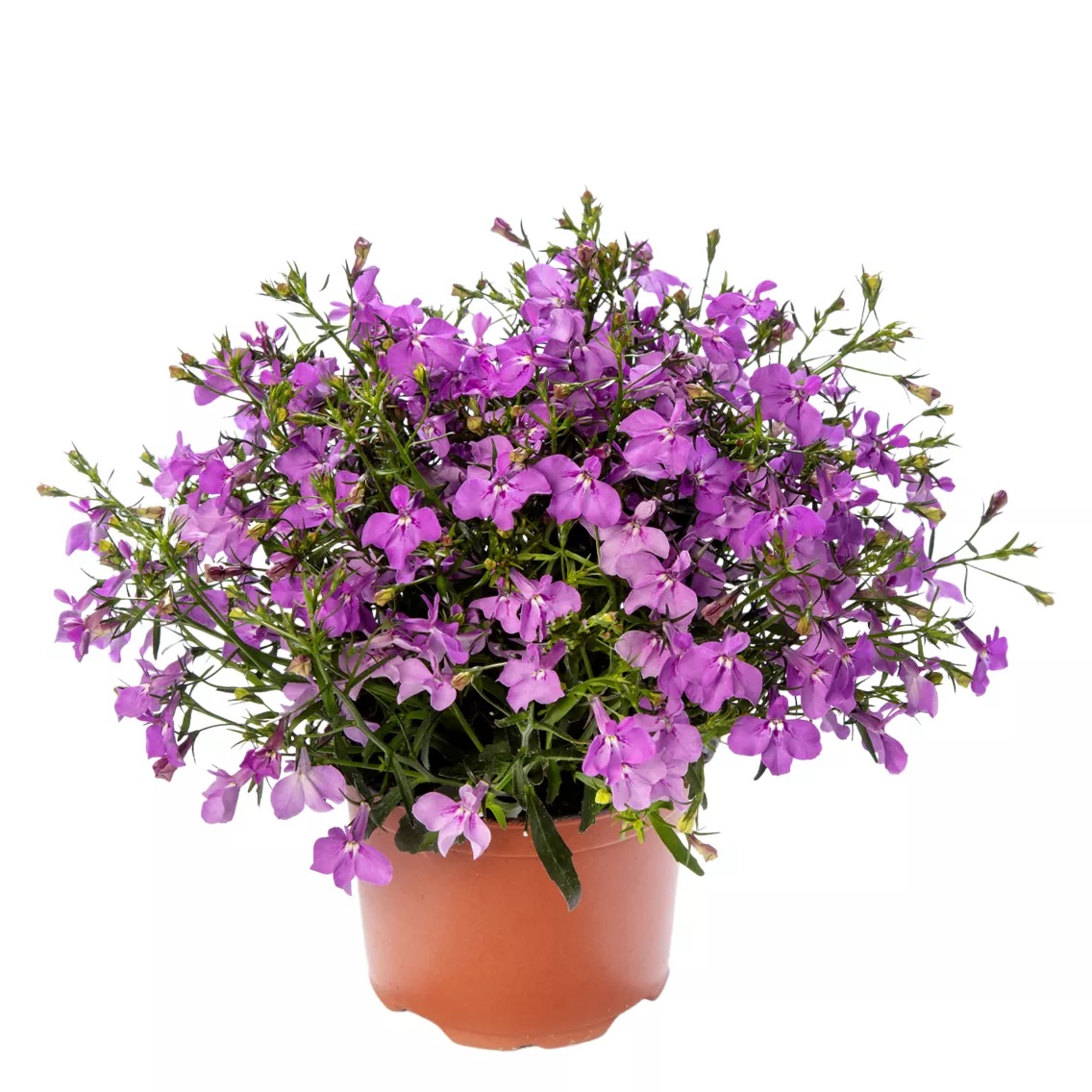 Lobeelia Techno® Up Rose 3 tk