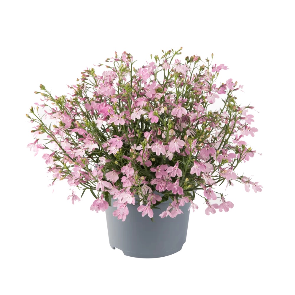 Lobeelia Heatopia Pink 3 tk