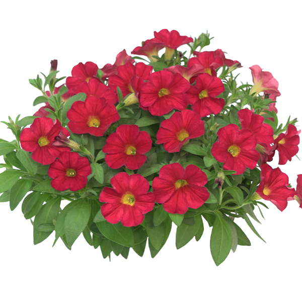 Liikidevaheline aed-puispetuunia The Power Sisters Red Runa 3 tk.