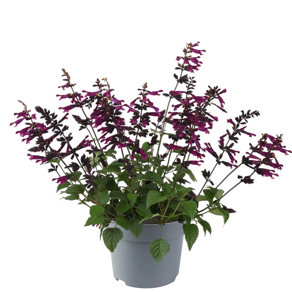 Hübriidsalvei Plum Crazy 1 tk