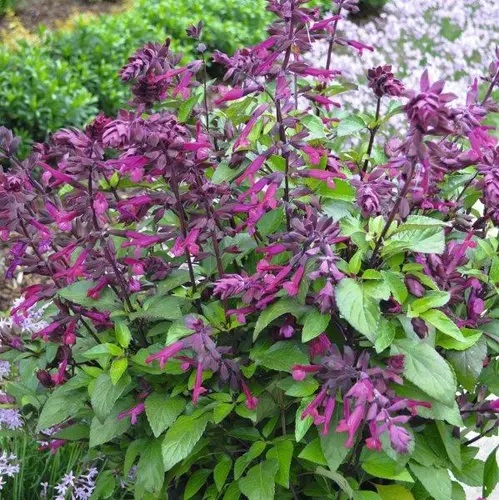 Hübriidsalvei Love and Wishes 1 tk