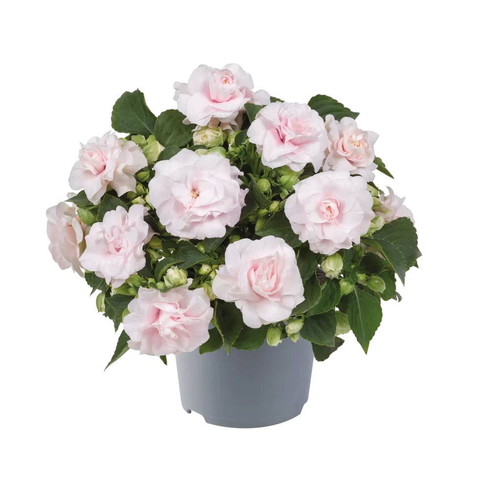 Sultan-lemmalts Glimmer Appleblossom 1 tk