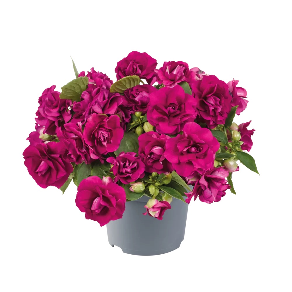 Sultan-lemmalts Glimmer Burgundy 1 tk