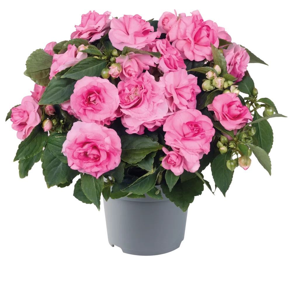 Sultan-lemmalts Glimmer Pink 1 tk