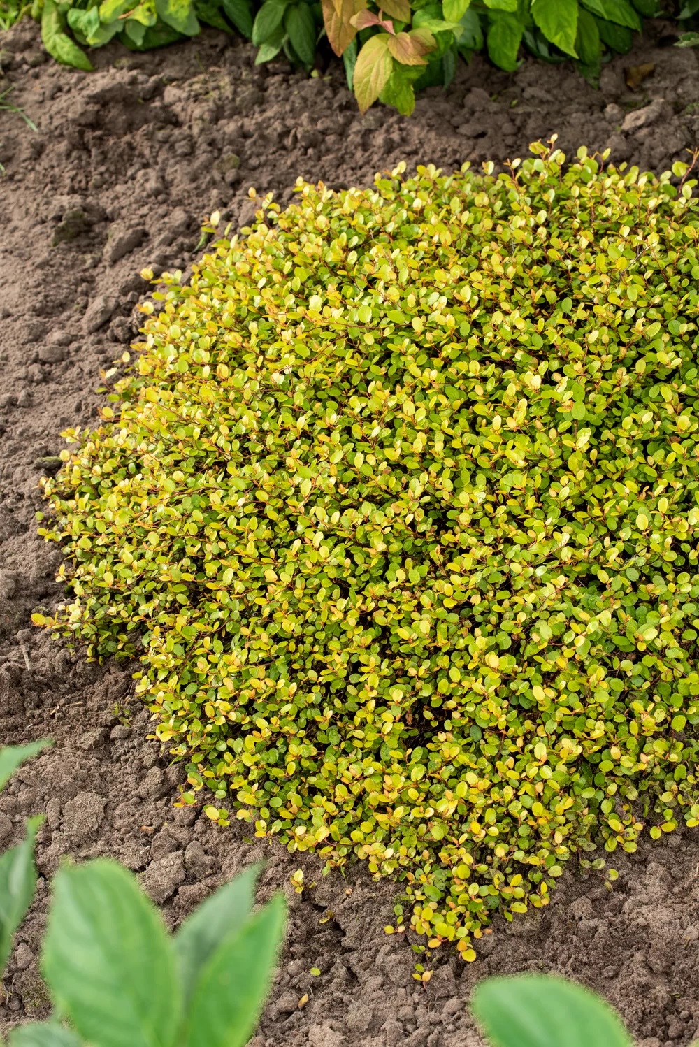 Ronitatar Golden Girl Gold 1 tk