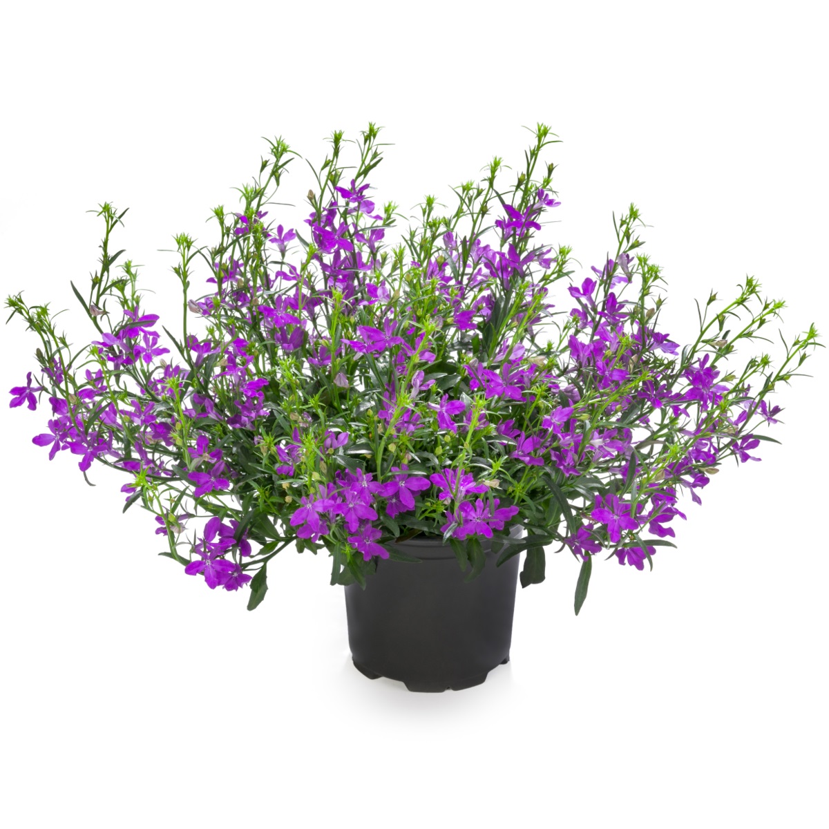 Lobeelia Star® Purple Impr. 3 tk