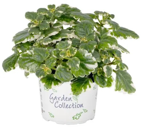 Ilunõges Variegata 1 tk