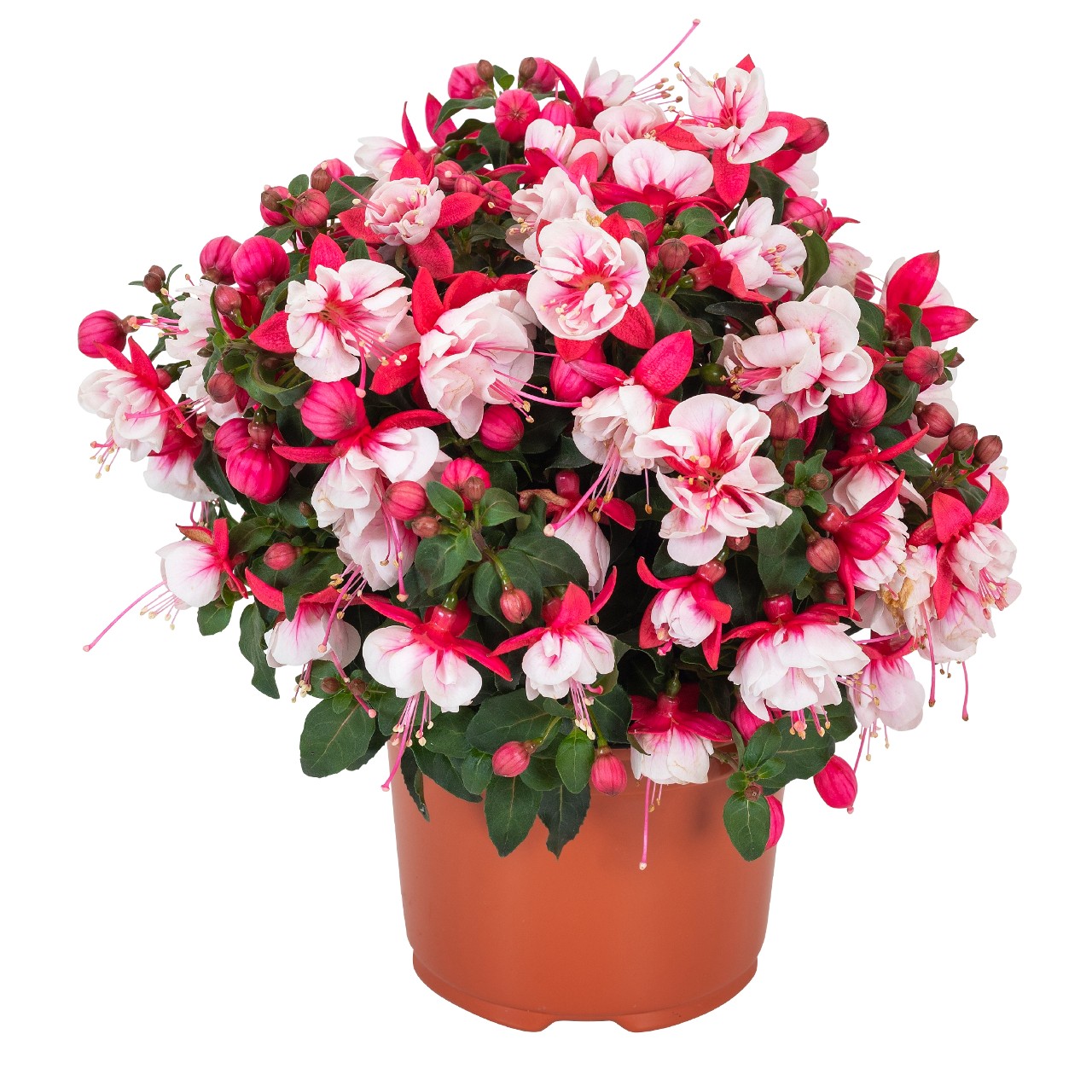 Fuksia Ballerina® Arabesque 3 tk