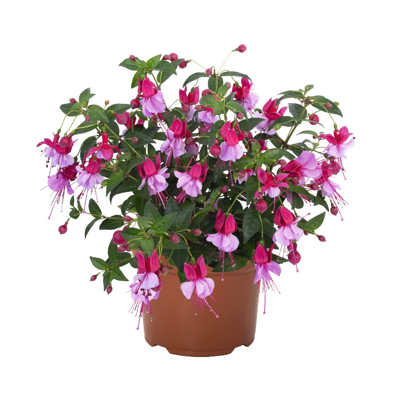 Fuksia Ballerina® Assemblé 3 tk