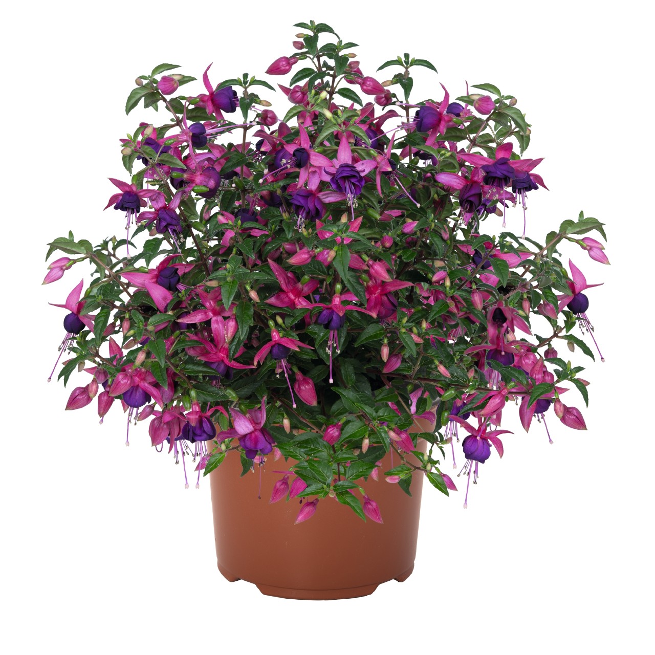 Fuksia Ballerina® Balance 3 tk