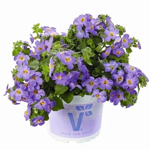 Südajas suutera Baristo® Giga Blue 3 tk