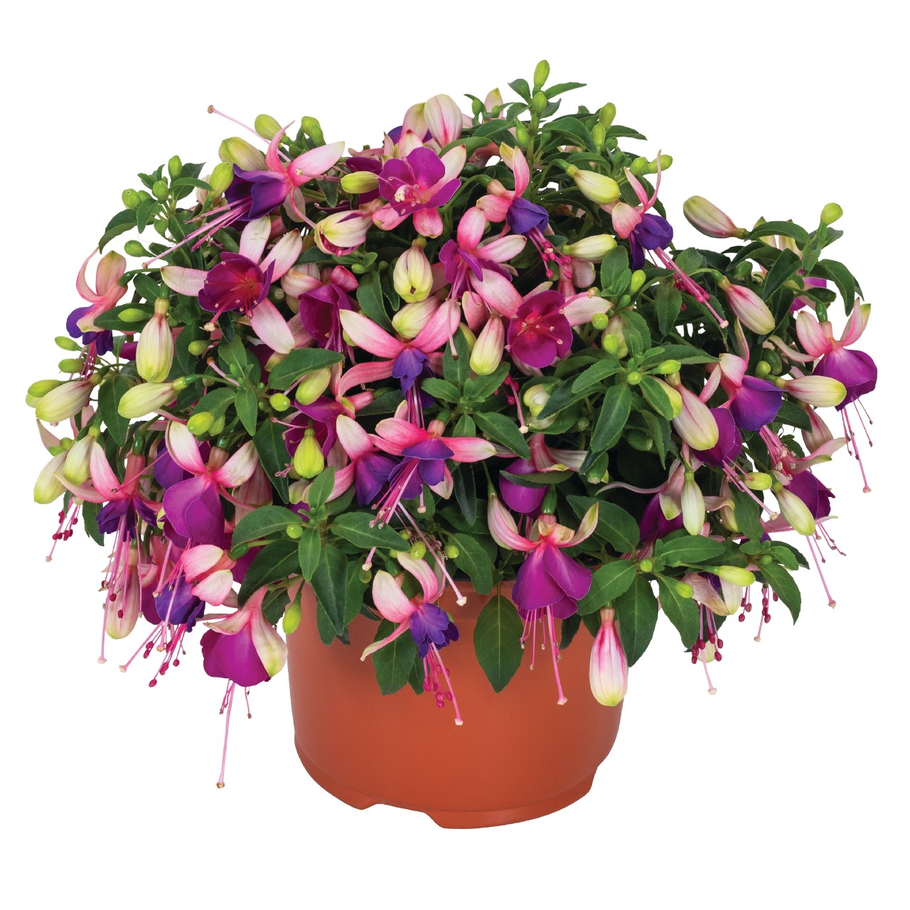 Fuksia Ballerina® Brise 3 tk