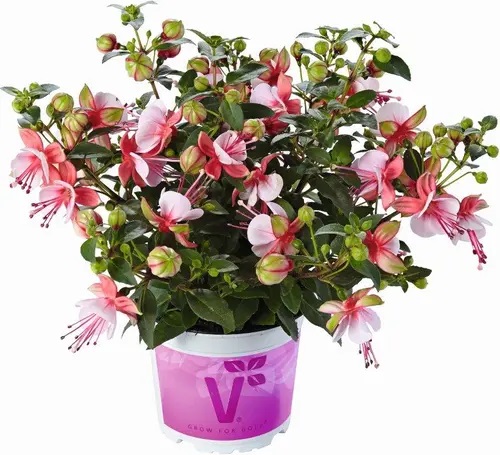 Fuksia Fuchsita® Candy 3 tk
