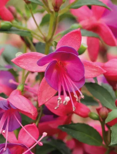 Fuksia Fuchsita® Rose-blue 3 tk