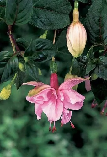 Fuksia Pink Galore 3 tk