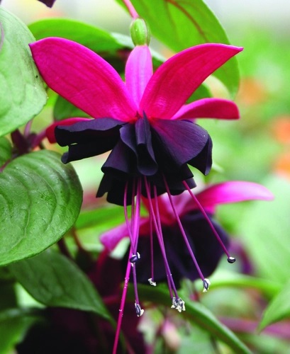 Fuksia Blacky 3 tk