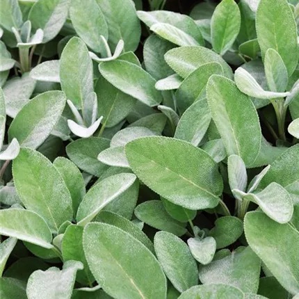 Aedsalvei Culinaria 1 tk