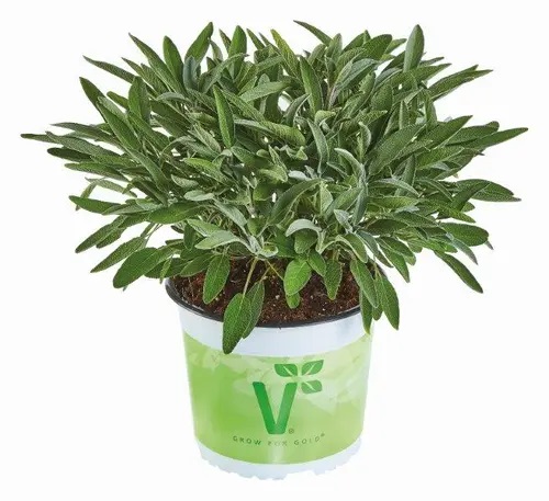 Aedsalvei Evita® Strong 1 tk