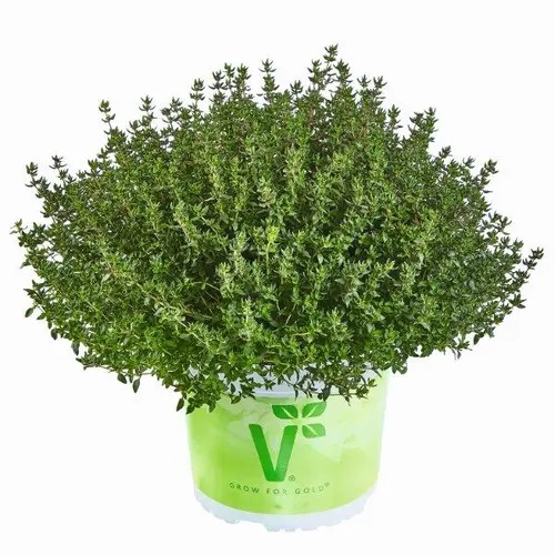 Aed-liivatee Fredo® Strong 1 tk