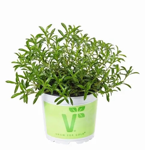 Mägi-piparrohi Bolero 1 tk