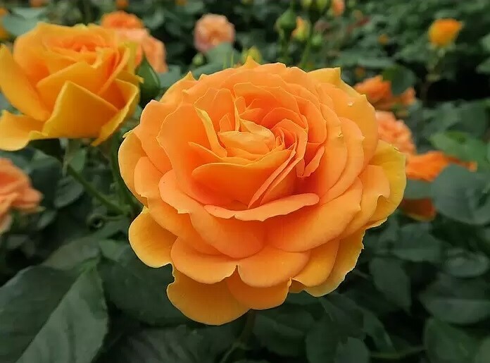 Roos Goldelse paljasjuurne 1tk