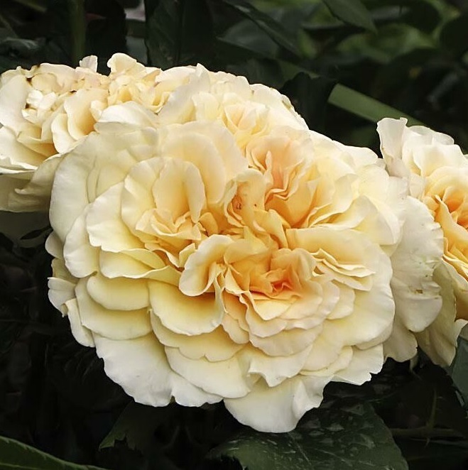 Roos Comtessa paljasjuurne 1 tk