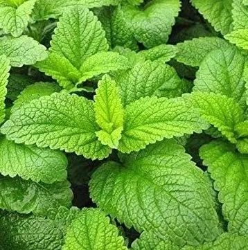 Sidrunmeliss Fit 1 tk