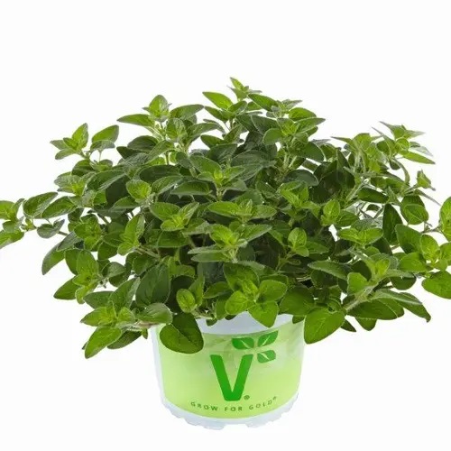 Harilik pune Margeritha 1 tk