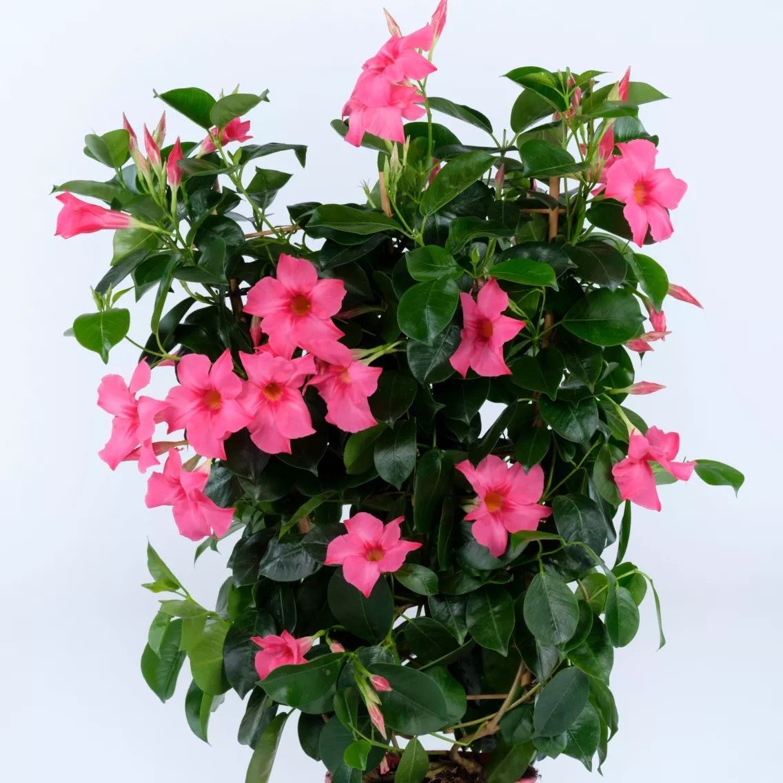 Mandevilla Rio Elegant Coral Pink 1 tk