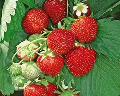 Aedmaasikas Diamante frigotaim A 20tk