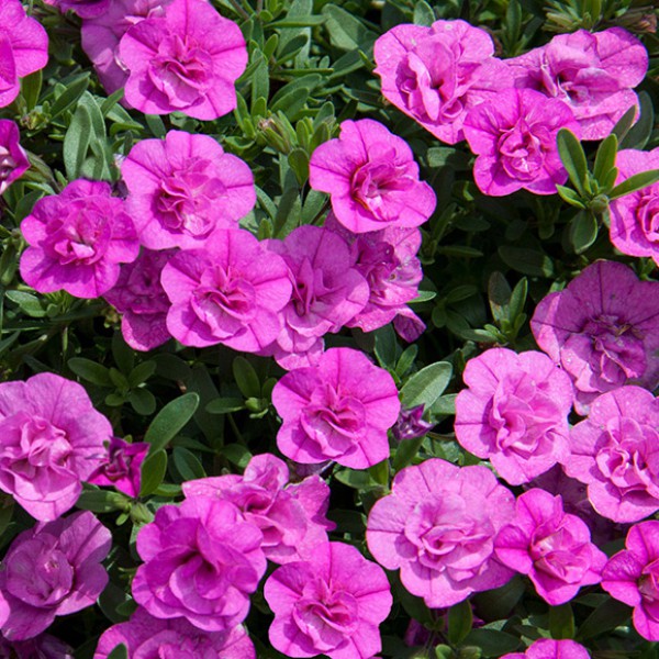 Aed-puispetuunia Calita Double Rosy 3 tk