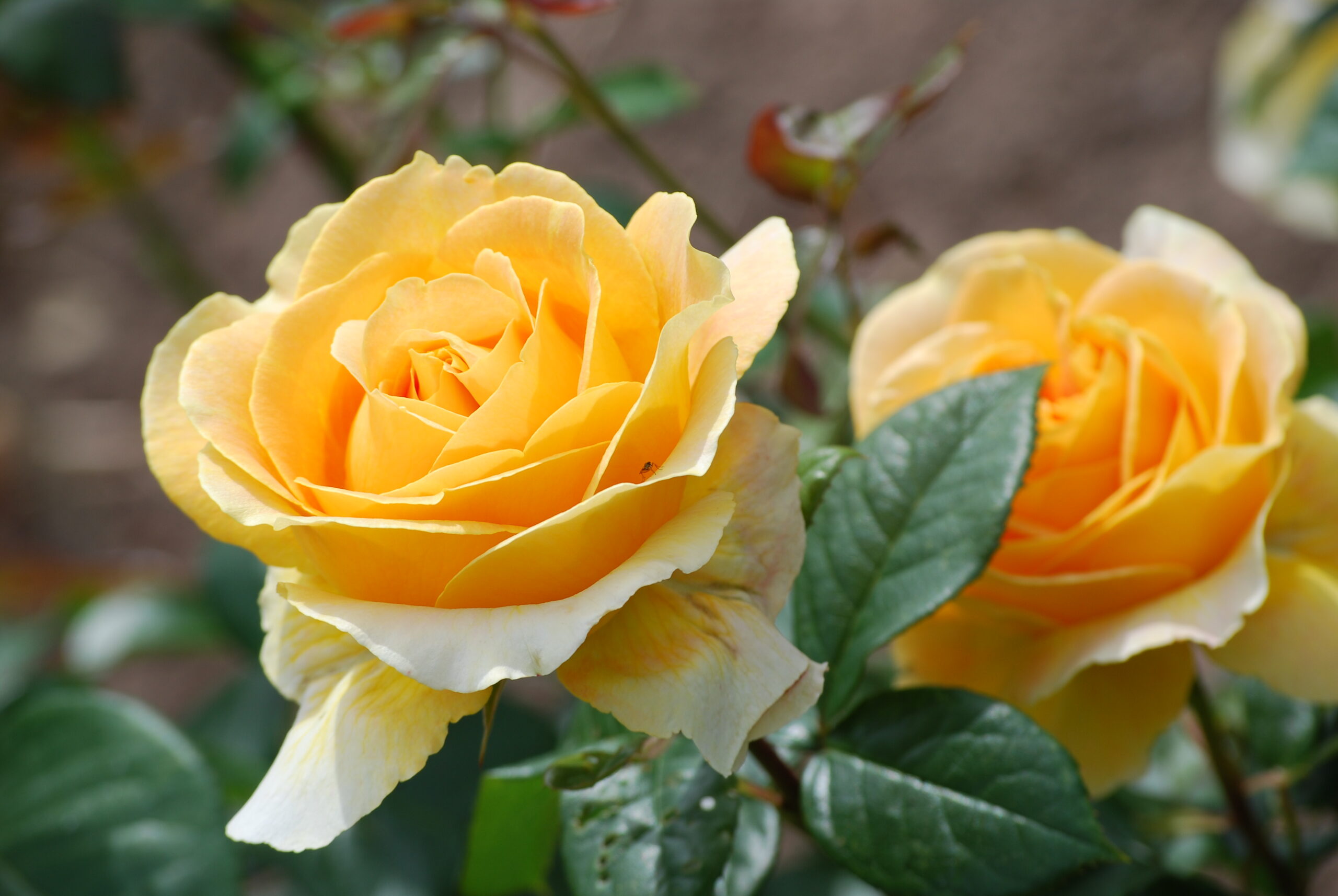 Roos Avec Amour paljasjuurne 1tk