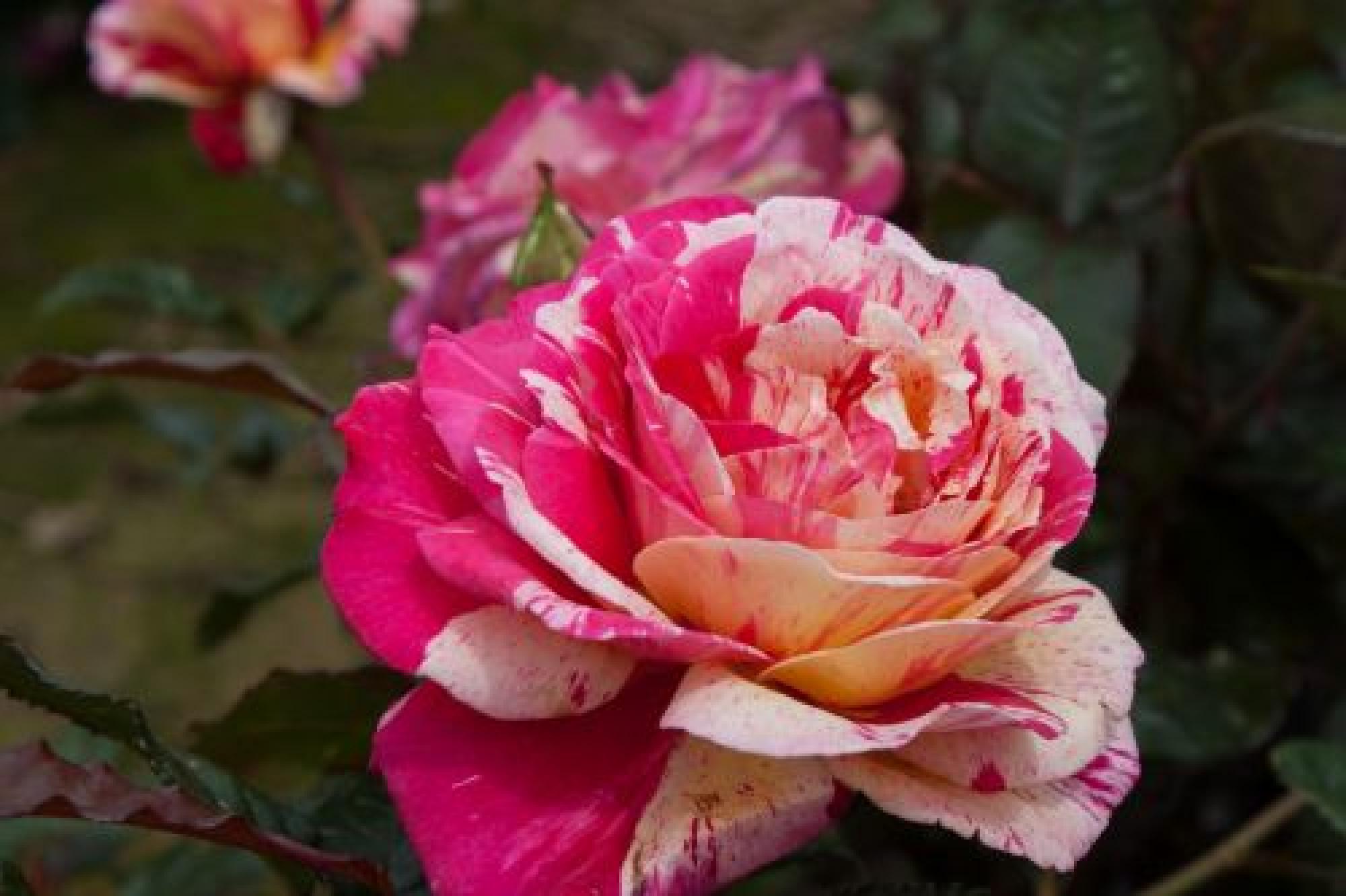 Roos Broceliande paljasjuurne 1tk