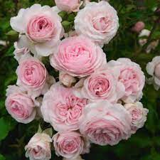 Roos Larissa paljasjuurne 1tk