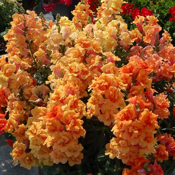 Lõvilõug Twinny Double Flowered Bronze Shades F1 100 seemet