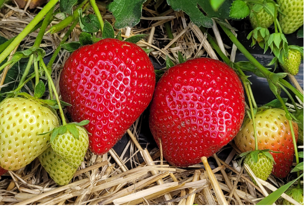 Aedmaasikas Jenkka frigotaim A 20tk