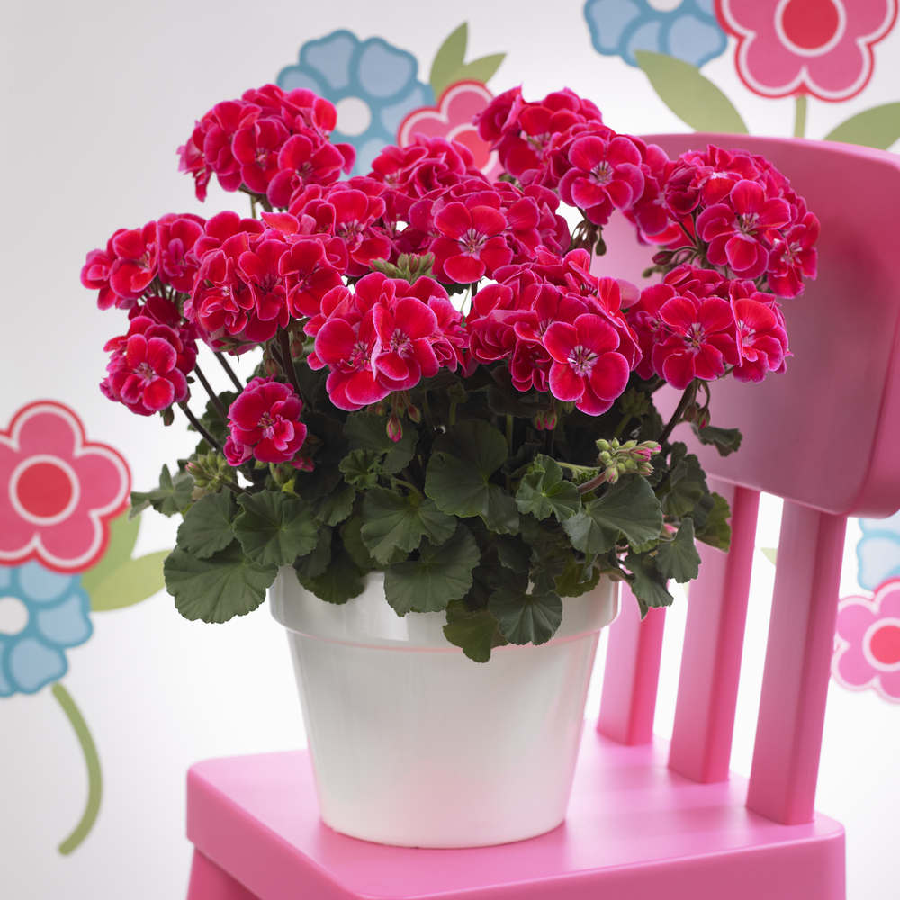 Viirpelargoon Castello Tammo Rose Eye 1 tk