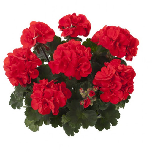 Viirpelargoon Castello Ronja Red  1 tk