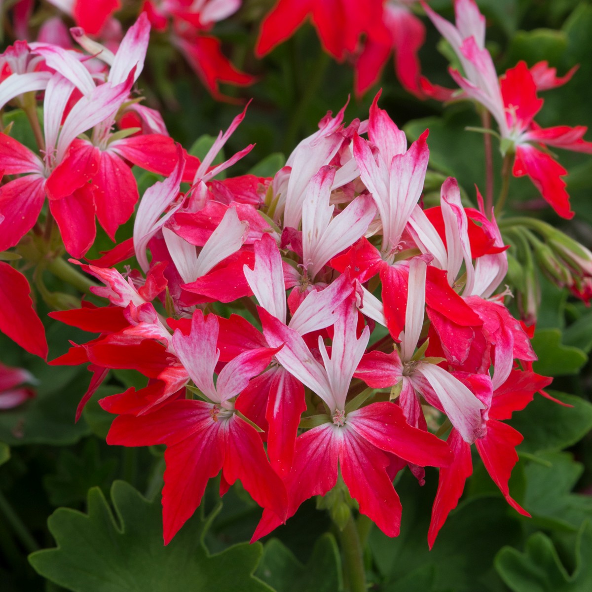 Viirpelargoon Summer Twist Red White 1 tk