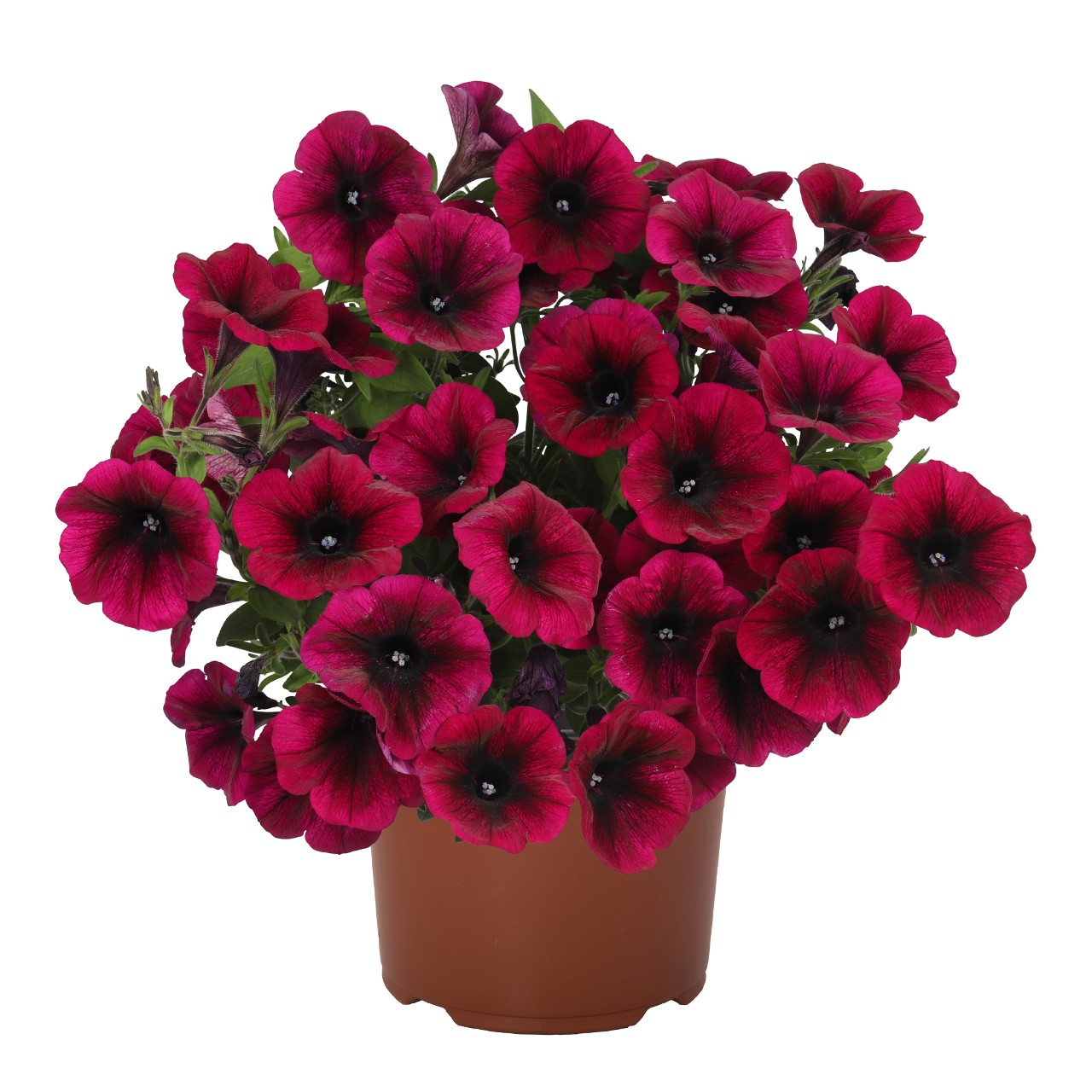 Petuunia Sweetunia® Purple Gem 3 tk