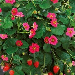 Amplimaasikas Summer Breeze Rose 3 tk