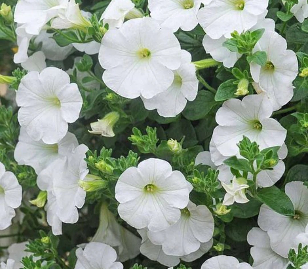 Petuunia Surfinia White 3 tk