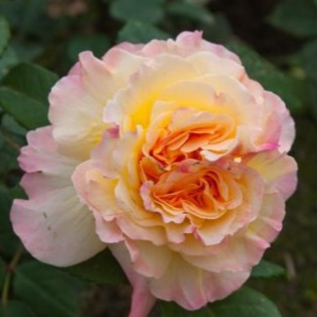 Roos Aquarell paljasjuurne 1 tk